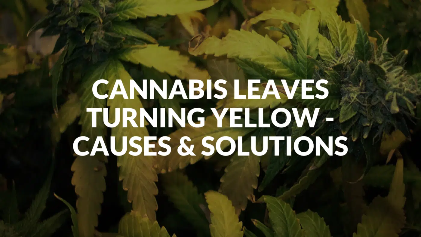 Cannabis Leaves Turning Yellow - Causes &Amp; Solutions Cannabis Leaves Turning Yellow - Causes &Amp; Solutions