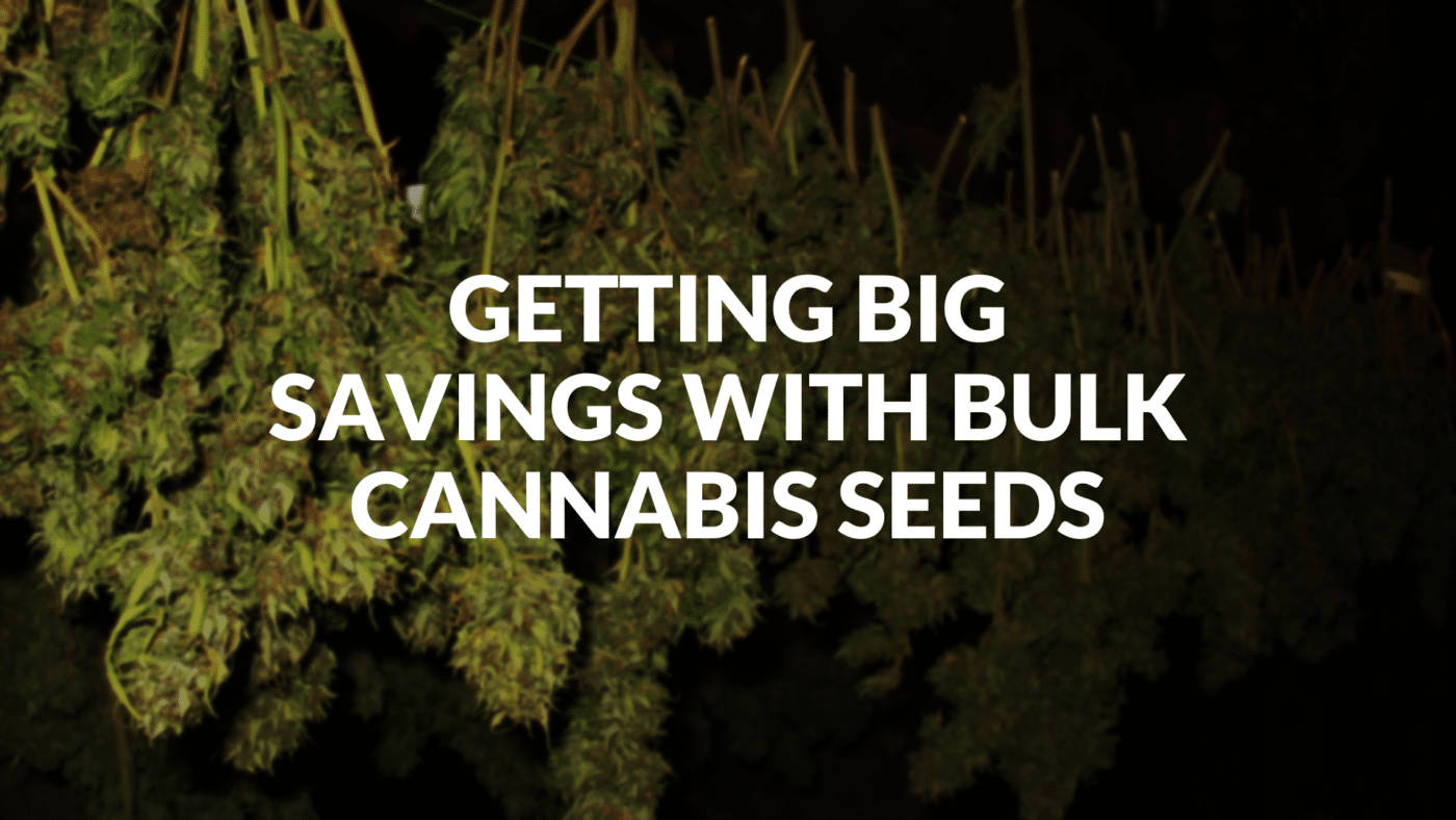 Getting Big Savings With Bulk Cannabis Seeds