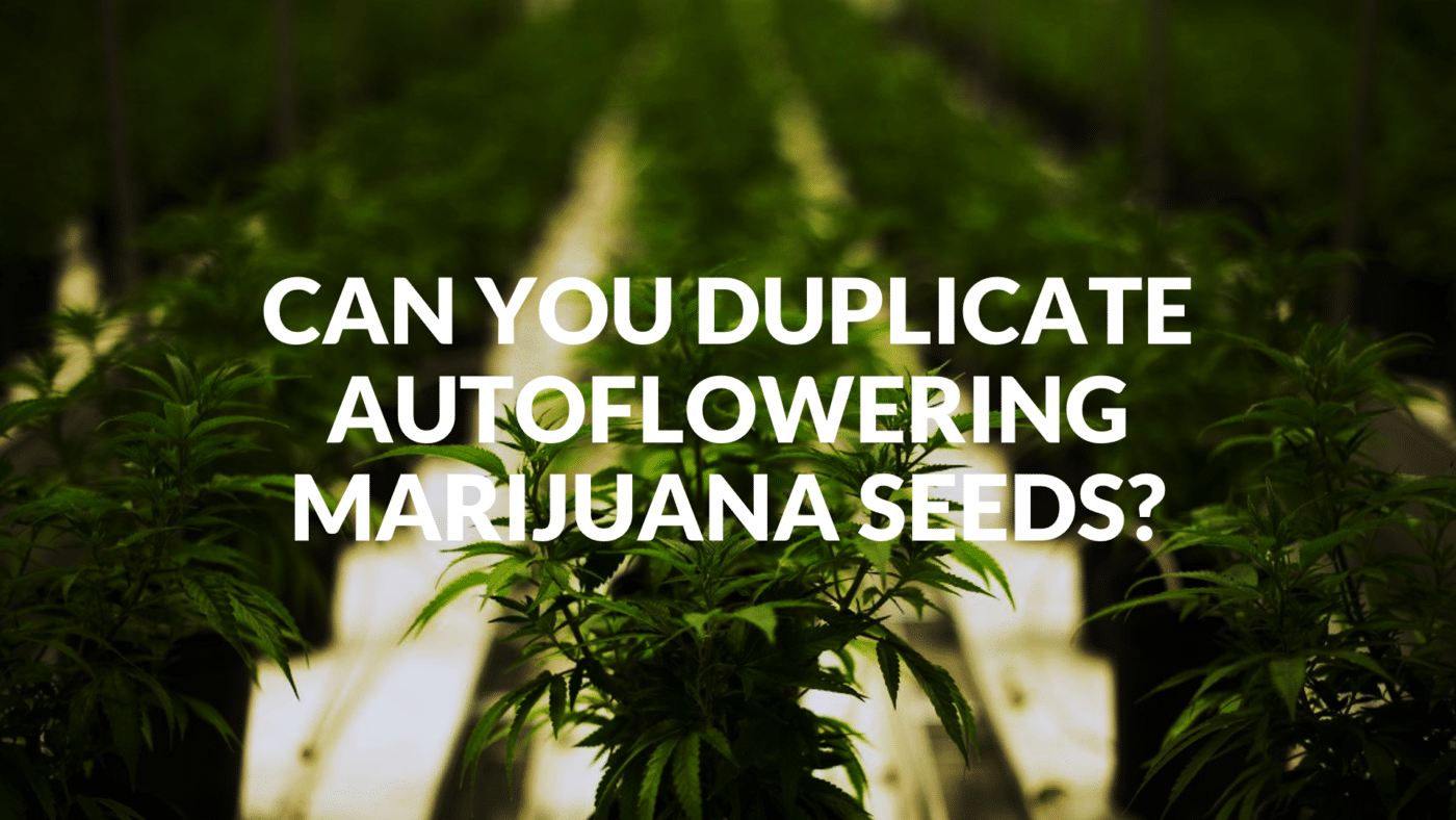 Can You Duplicate Autoflowering Seeds?