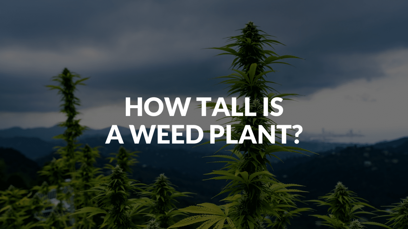 How Tall Is A Weed Plant?