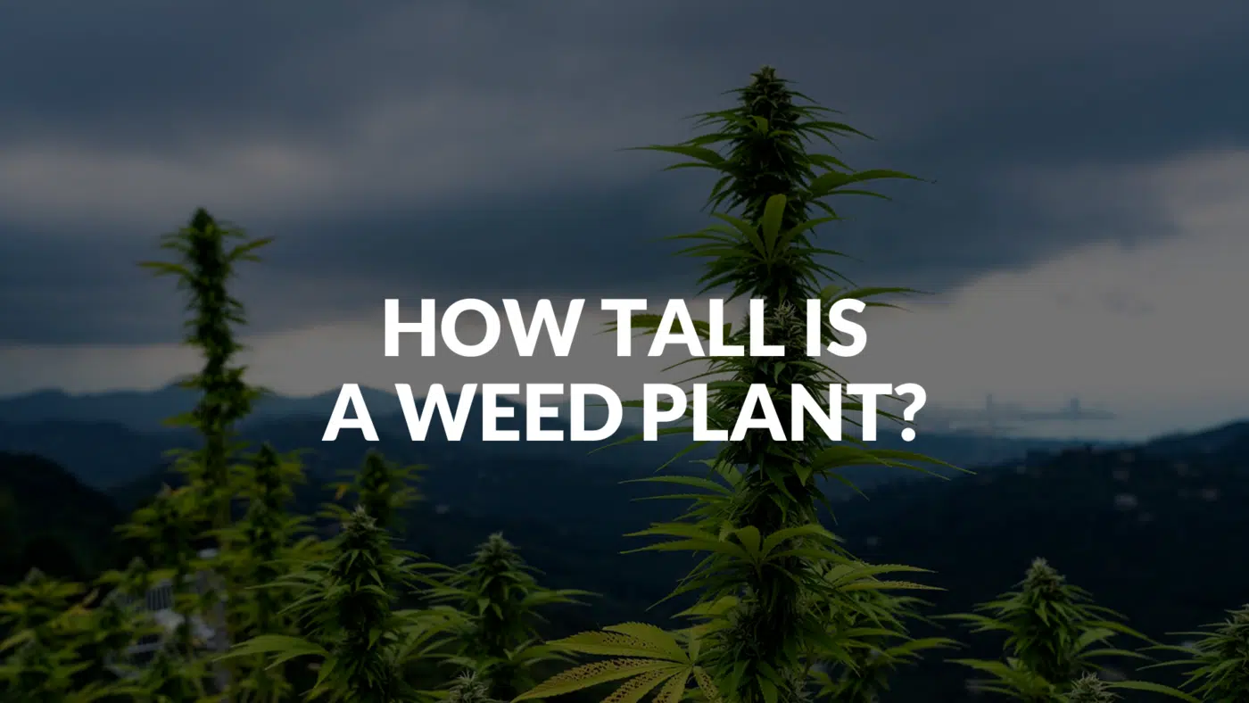 How Tall Is A Weed Plant? How Tall Is A Weed Plant?