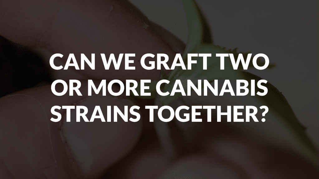 Can We Graft Two Or More Cannabis Strains Together?
