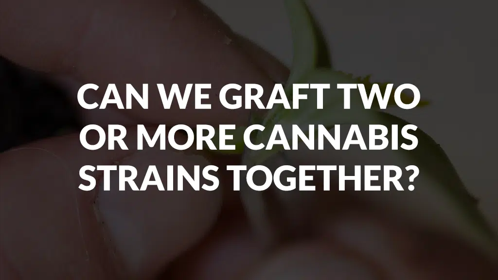 Can We Graft Two Or More Cannabis Strains Together? Can We Graft Two Or More Cannabis Strains Together?