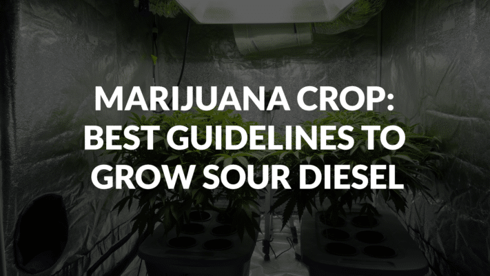 Marijuana Crop Best Guidelines To Grow Sour Diesel