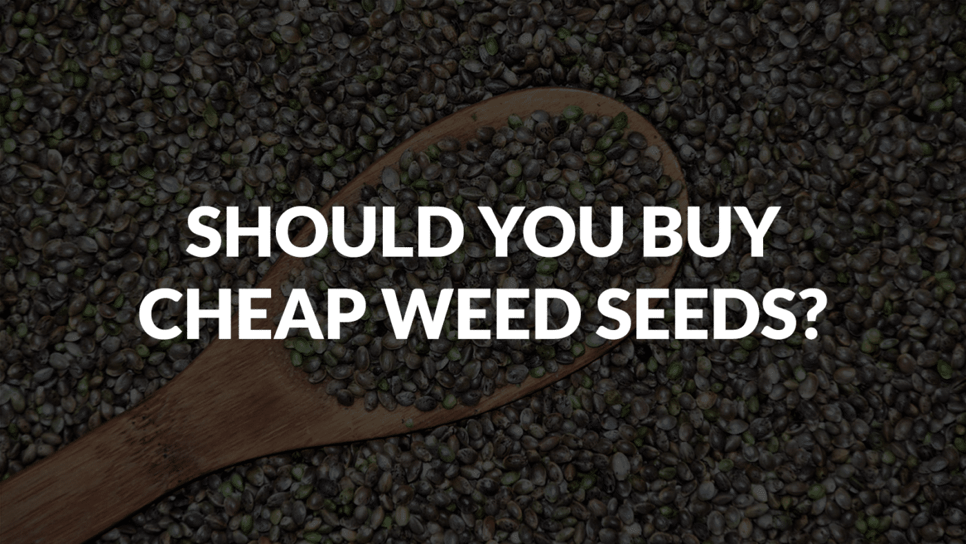 Should You Buy Cheap Weed Seeds