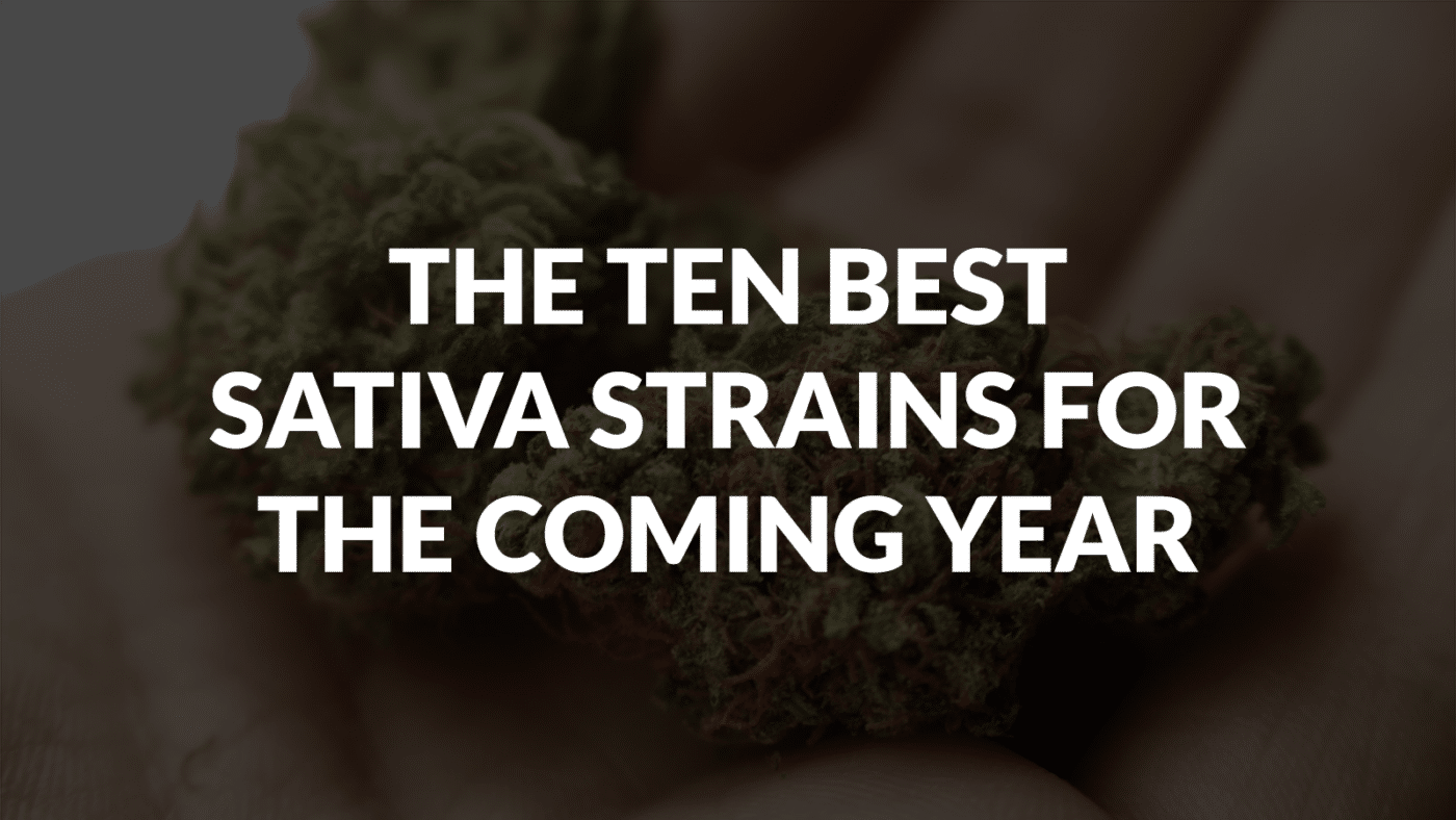 The Ten Best Sativa Strains For The Coming Year