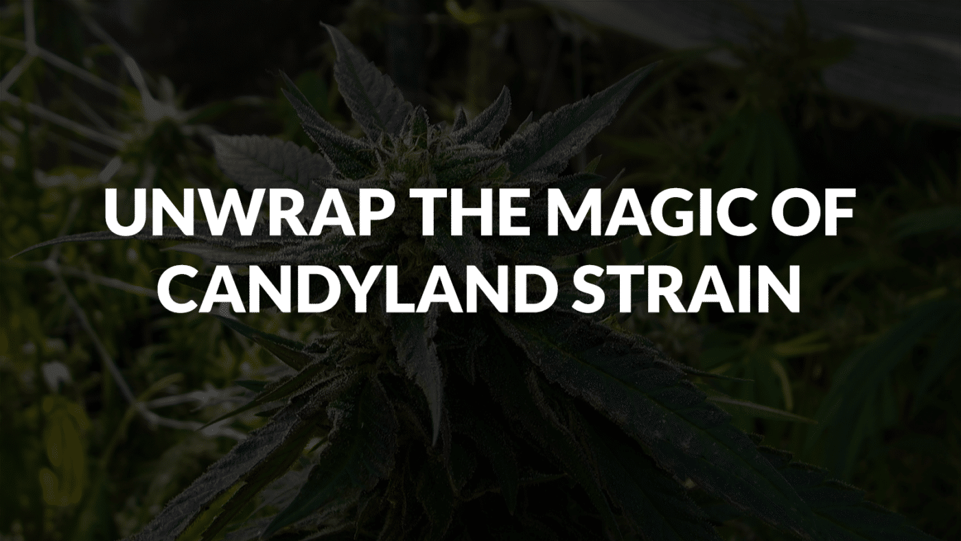 Unwrap The Magic Of Candyland Strain