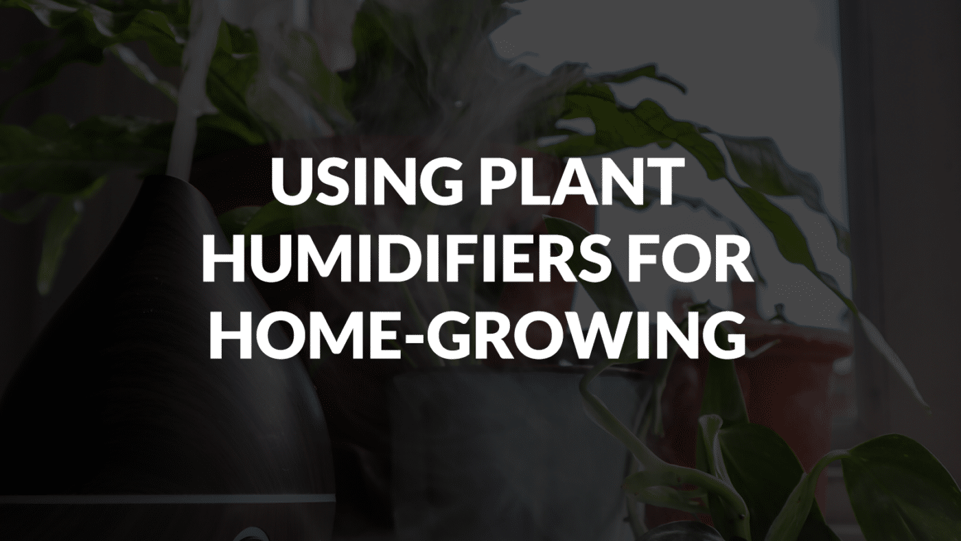Using Plant Humidifiers For Home Growing Cannabis
