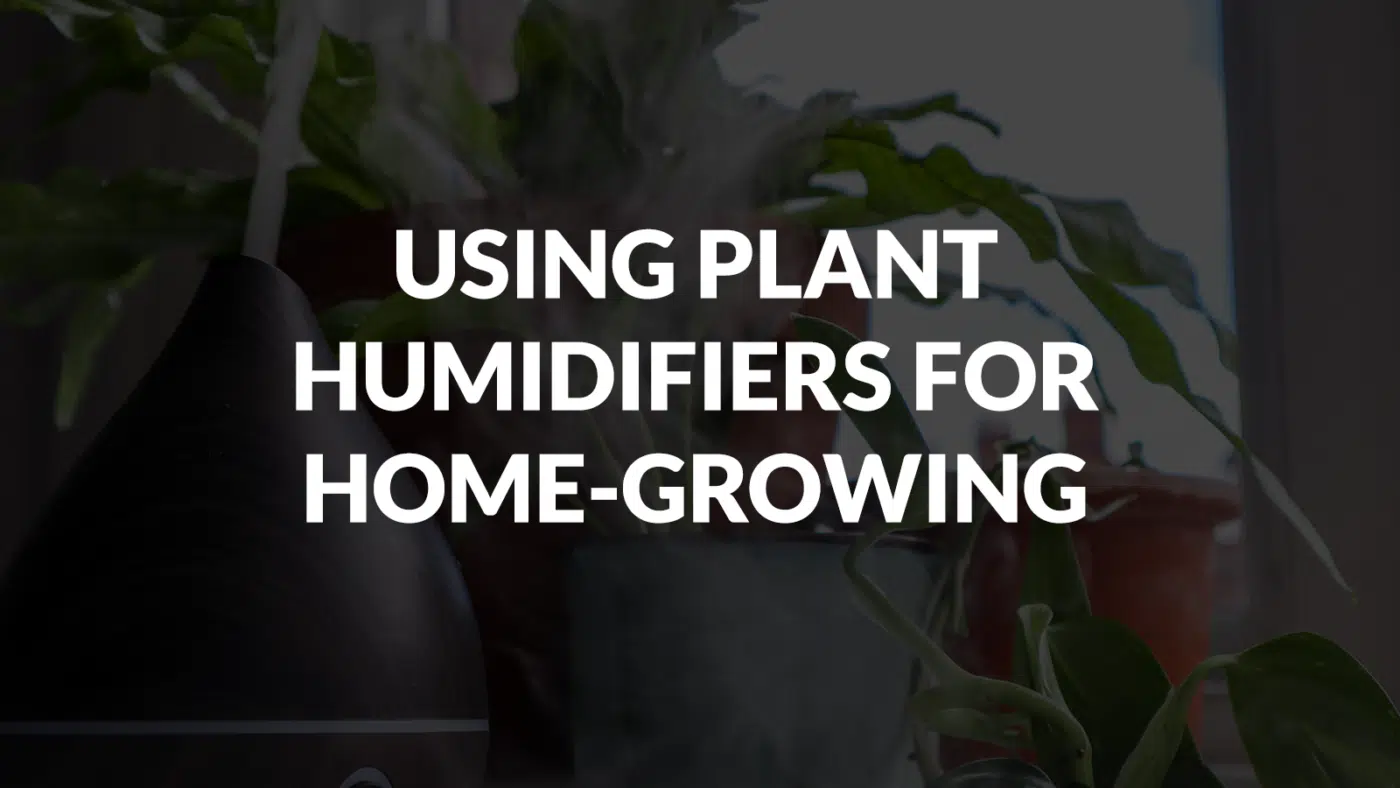 Using Plant Humidifiers For Home-Growing Cannabis Using Plant Humidifiers For Home Growing Cannabis