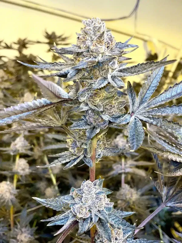 jealousy-seeds-buy-feminized-seeds-seed-pharm