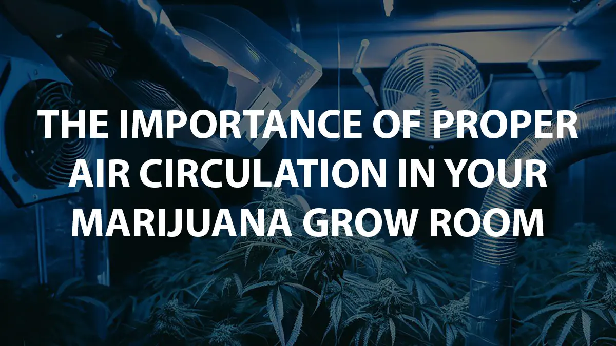 The Importance Of Proper Air Circulation In Your Marijuana Grow Room