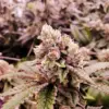 Gushers Feminized Marijuana Seeds