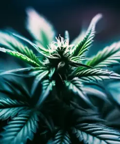Auto Flowering Cannabis Seeds