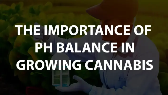 The Importance Of Ph Balance In Growing Cannabis