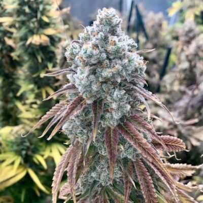 Close-Up Of A Frosty Gary Payton Strain Bud, Showcasing Its Dense Trichome Coverage And Vibrant Purple Hues. Buy Gary Payton Strain Feminized Seeds Today!