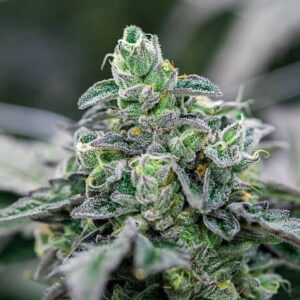 Close-up of a premium cannabis bud showcasing the frosty trichomes of the Italian Ice Strain Feminized Seeds. Dense and colorful, perfect for cultivation.