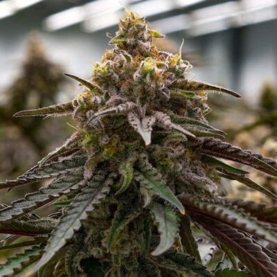 Close-Up Showcasing The Trichome-Covered Bud Of The Mac 1 Strain Feminized Seeds. Premium Quality Genetics For Cultivation.