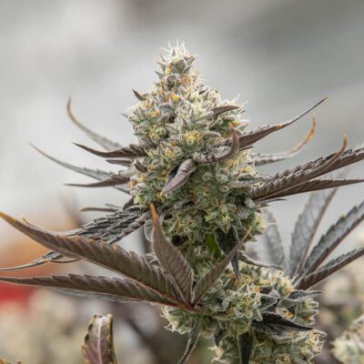 Close-Up Of A Flowering Cannabis Plant Showcasing The Dense Bud Structure Of Oreoz Strain Feminized Seeds, Highlighting The Resinous Trichomes And Leaf Detail.