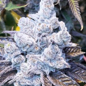 Close-Up Of A Frosty Slurricane Strain Feminized Seeds Bud, Showcasing Its Dense Trichome Coverage And Purple-Tinged Leaves, Ideal For Cultivators.
