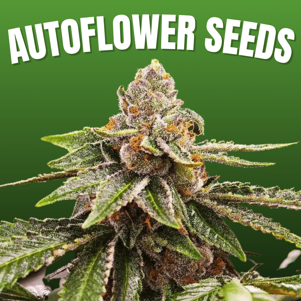 Autoflower Seeds Banner