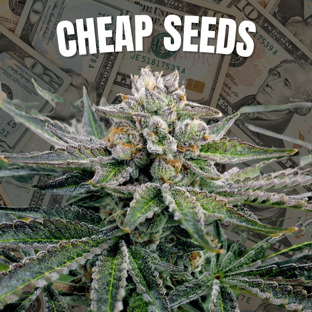Cheap Seeds Banner