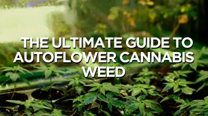 Discovering The Benefits Of Autoflower Cannabis Weed