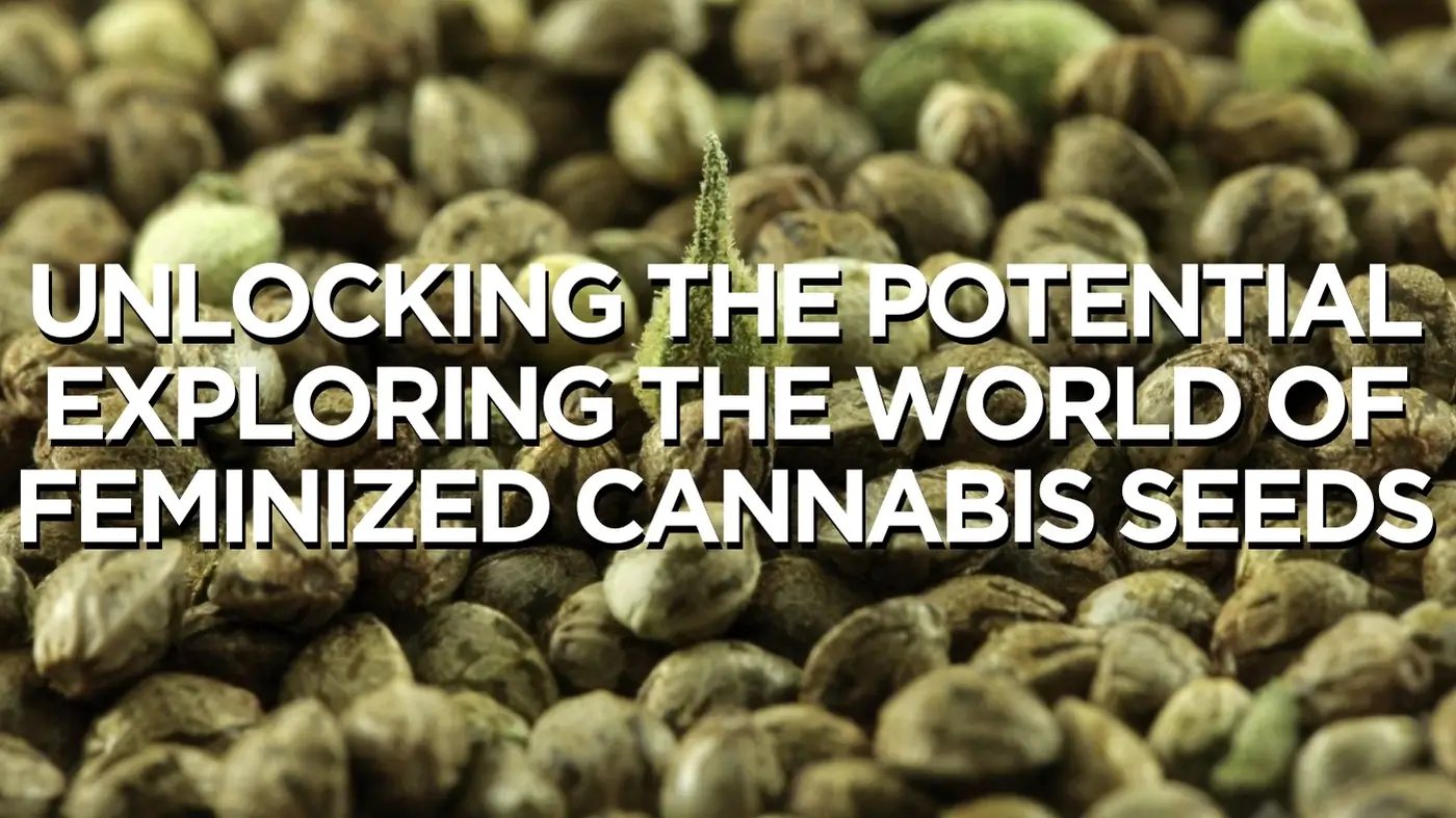 Exploring The World Of Feminized Cannabis Seeds