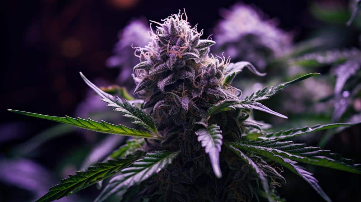 Super Boof Strain Cannabis