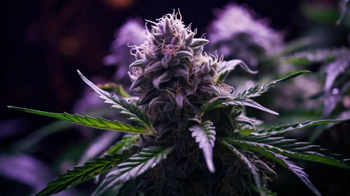 Super Boof Strain Cannabis