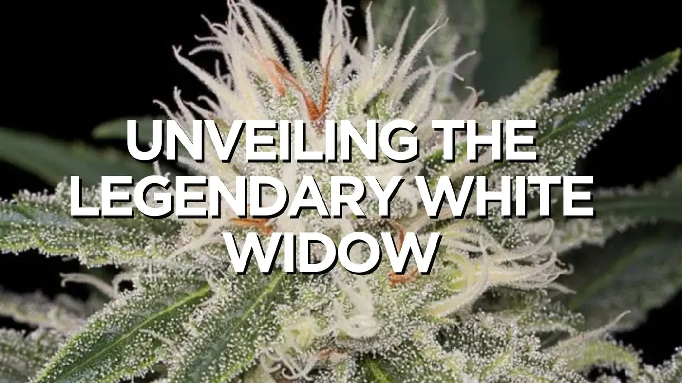 Unveiling The Legendary White Widow