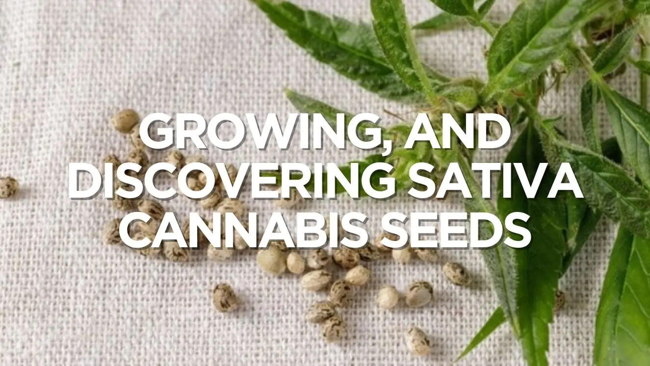 Growing And Discovering Sativa Cannabis Seeds