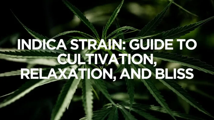 Indica Guide To Cultivation Relaxation And Bliss