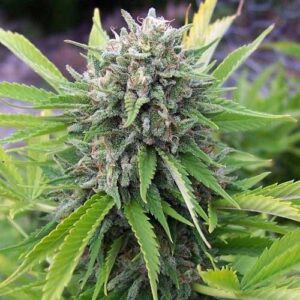 Close-up of a Bubble Gum Strain Regular Seeds cannabis bud, showcasing its potent trichomes and vibrant green foliage, ideal for quality cultivation.