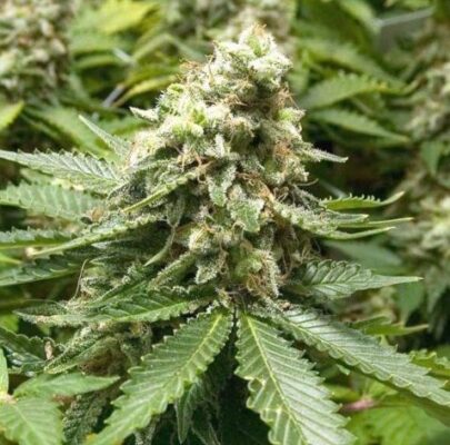 Close-Up View Of The Moby Dick Strain Regular Seeds Cannabis Plant. A High-Quality Image Displaying The Dense Buds And Vibrant Green Leaves Of The Plant.
