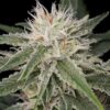 Close-Up Of A Frosty White Widow Strain Regular Seeds Bud. The Image Showcases The Dense Trichome Coverage And Characteristic White Coloration.