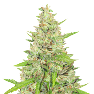 Premium cannabis bud showcasing the potential yield from our $100 OG Strain Autoflower Seeds. Shop now for high-quality genetics.