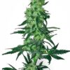 Image of a thriving cannabis plant showcasing the bud structure expected from 9 Pound Hammer Strain Autoflower Seeds. Buy high-quality seeds now!