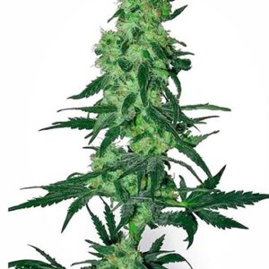 Image of a thriving cannabis plant showcasing the bud structure expected from 9 Pound Hammer Strain Autoflower Seeds. Buy high-quality seeds now!