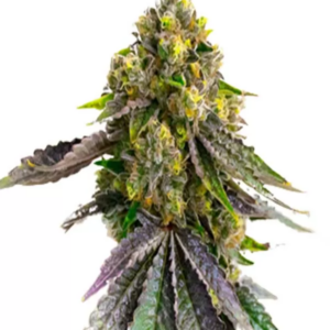 Close-up showcasing the vibrant colors and trichome density of our Afghani Strain Autoflower Seeds plant. Shop our premium cannabis seeds online today.