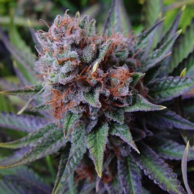 Close-Up Of A Mature Blue Dream Strain Autoflower Seeds Bud, Showcasing Its Trichome Coverage And Vibrant Purple And Green Foliage. Premium Cannabis Genetics For Home Growers.