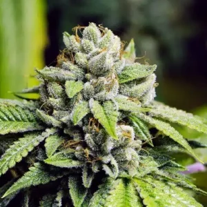 Close-Up Of A Vibrant, Trichome-Rich Cannabis Bud From The Bruce Banner Strain Autoflower Seeds. Perfect For The Home Grower Looking For Quality.
