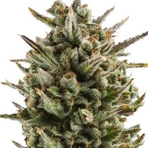 Close-Up View Of A Mature Cannabis Flower, Showcasing The Granddaddy Purple Strain Autoflower Seeds Potential For High-Quality Yields. Ideal For Autoflower Cultivation.