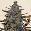Close-up showcasing the resin-coated buds of the Malawi Gold Strain Feminized Seeds. A high-quality cannabis strain known for its potency.