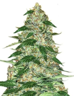 A Vibrant Close-Up Of A Mature Cannabis Plant Showcasing The Dense Buds From Northern Lights Strain Feminized Seeds. Cultivate Premium Cannabis With These Seeds.
