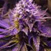 Close-up showcasing the vibrant purple hues and trichome-rich bud of a mature Purple Haze Strain Autoflower Seeds plant, ready for harvest. High-quality cannabis genetics.