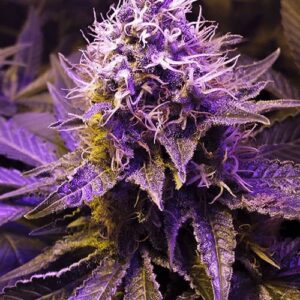 Close-Up Showcasing The Vibrant Purple Hues And Trichome-Rich Bud Of A Mature Purple Haze Strain Autoflower Seeds Plant, Ready For Harvest. High-Quality Cannabis Genetics.