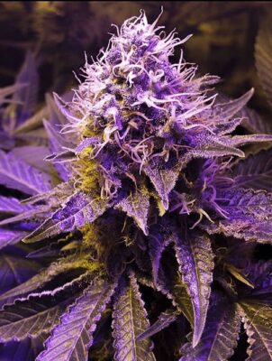 Autoflower Seeds