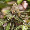 Close-up of a mature cannabis flower from the Girl Scout Cookie Strain Autoflower Seeds. Trichome-covered buds showcasing the plant's quality.