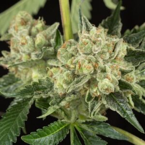 Close-up of a mature Honey OG Strain Autoflower bud, showcasing its trichome coverage and vibrant green hues. Ideal for growers seeking premium Honey OG Strain Autoflower Seeds.