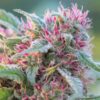 Close-up of a mature Panama Red Strain Autoflower Seeds bud, showcasing its frosty trichomes and vibrant pink pistils. Get yours today!